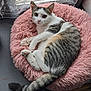 cat, pet, animal, feline, fur, whiskers, paws, tail, pink_cushion, fluffy, window, curtains, lace, indoor, resting, looking, cozy, domestic, soft_light, relaxed