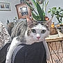 cat, tabby, indoor, furniture, plant, chair, relaxed, pet, animal, looking, curious, whiskers, ears, floor, table, decor, home, cozy, paws, domestic