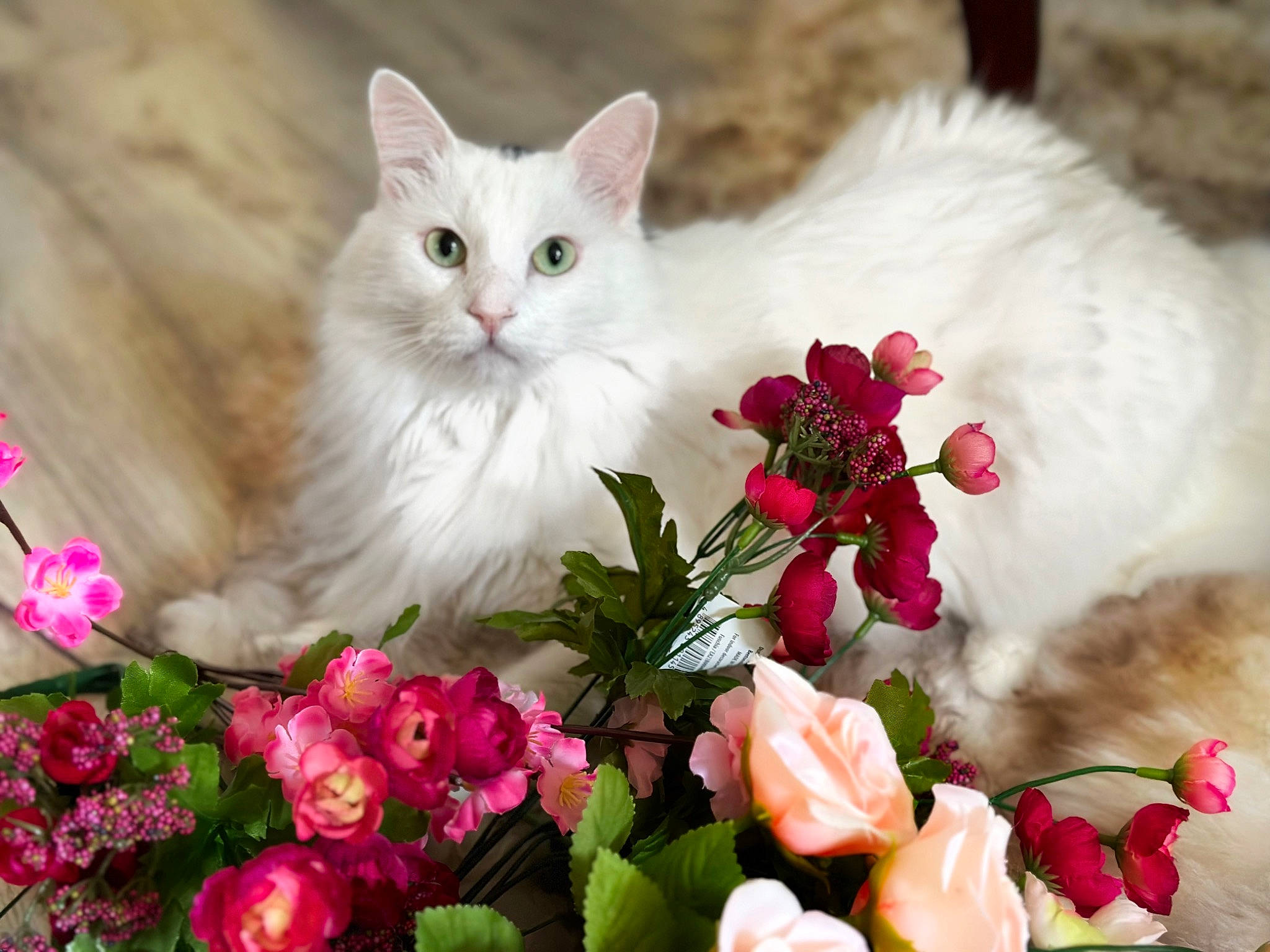 Oreo is registered to the contest to win money with this photo: annual_plant, artificial_flower, bouquet, carnivore, cat, cut_flowers, felidae, floral_design, flower, flower_arranging, flowering_plant, grass, groundcover, herbaceous_plant, magenta, pattern, petal, pink, plant, small_to_medium_sized_cats