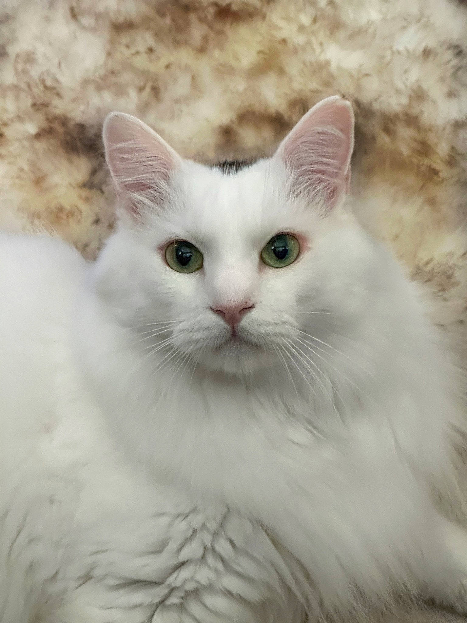 Oreo joined the competition — help win amazing prizes! british_longhair, carnivore, cat, close_up, eye, felidae, fur, head, small_to_medium_sized_cats, snout, terrestrial_animal, whiskers, window