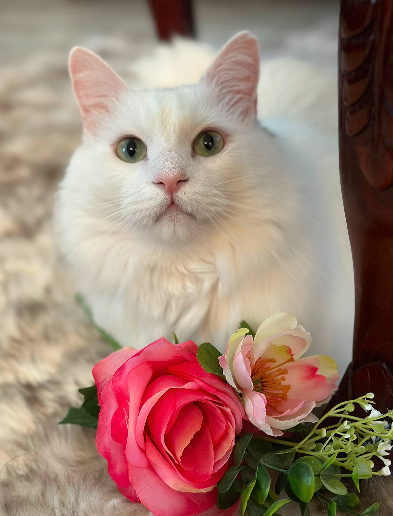 Oreo is registered to the contest to win money with this photo: artificial_flower, carnivore, cat, cut_flowers, felidae, floral_design, flower, flowering_plant, fur, paw, peach, petal, photo_caption, plant, rose, rose_family, rose_order, serveware, small_to_medium_sized_cats, whiskers