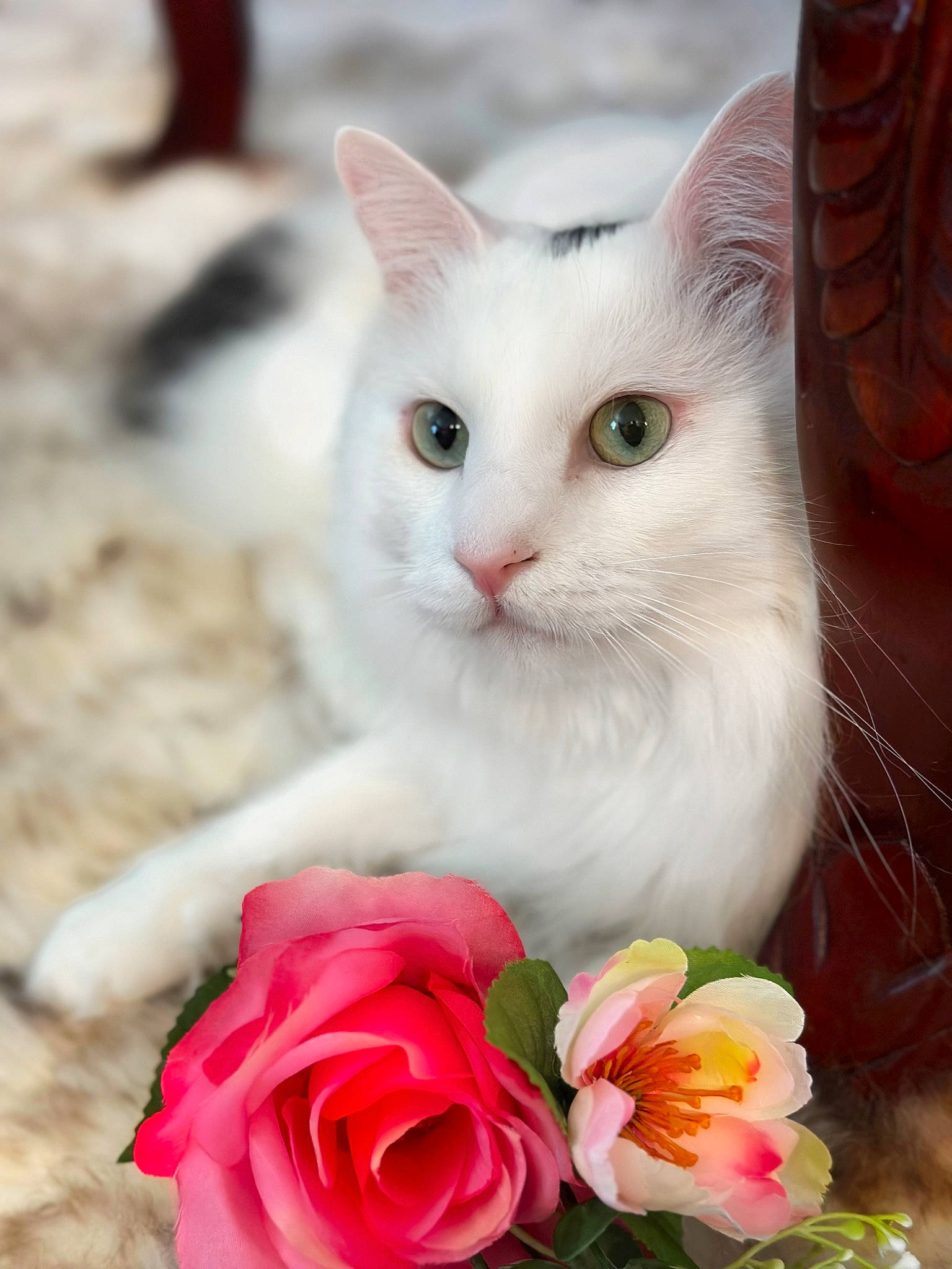 Oreo is registered to the contest to win money with this photo: artificial_flower, carnivore, cat, close_up, collar, cut_flowers, domestic_short_haired_cat, felidae, flower, flower_arranging, flowering_plant, hybrid_tea_rose, peach, petal, plant, rose, rose_order, small_to_medium_sized_cats, whiskers, white