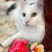 Kahiku Whitted joined the competition — help win amazing prizes! adorable, bouquet, cat, close_up, cozy, floral, flower, fluffy, fur, green_eyes, indoor, macro_photography, pet, pink_nose, portrait, rose, soft_rug, whiskers, white_cat, wooden_furniture