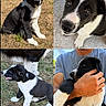 Bounty participe au concours pour gagner de l'argent avec cette photo : puppy, dog, black_and_white, grass, person, outdoor, holding, cute, animal, collage, young, pet, face, close_up, sitting, playing, nature, fur, portrait, happy