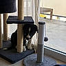 Bounty a rejoint le concours — aidez-le/la à gagner de superbes lots ! puppy, dog, scratching_post, indoor, curtains, floor, slipper, window, balcony, wood_floor, pet, playful, black_and_white, animal, home, sunlight, toy, cozy, small_dog, furniture