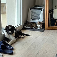 Bounty a rejoint le concours — aidez-le/la à gagner de superbes lots ! puppy, dog, cat, indoor, slippers, glass_door, wooden_floor, mirror, litter_box, mat, tabby_cat, black_and_white_dog, resting, pet, cozy, household, furniture, relaxed, domestic, light