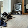 black_and_white_dog, cat, cozy, dog, domestic, furniture, glass_door, household, indoor, light, litter_box, mat, mirror, pet, puppy, relaxed, resting, slippers, tabby_cat, wooden_floor