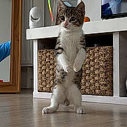Charly participe au concours pour gagner de l'argent avec cette photo : kitten, cat, standing, indoor, floor, wicker_basket, flower_vase, red_flowers, white_shelf, curious, ribbon, playful, wooden_floor, home_decor, mirror, tv_screen, pet, furniture, close_up, domestic_animal