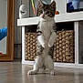 kitten, cat, standing, indoor, floor, wicker_basket, flower_vase, red_flowers, white_shelf, curious, ribbon, playful, wooden_floor, home_decor, mirror, tv_screen, pet, furniture, close_up, domestic_animal