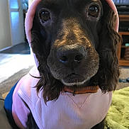 Charlie joined the competition — help win amazing prizes! dog, pet, hoodie, pink_clothing, indoor, close_up, canine, cute, animal, portrait, furry, face, eyes, sitting, blanket, home, cozy, living_room, black_and_brown, fur