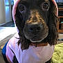 dog, pet, hoodie, pink_clothing, indoor, close_up, canine, cute, animal, portrait, furry, face, eyes, sitting, blanket, home, cozy, living_room, black_and_brown, fur