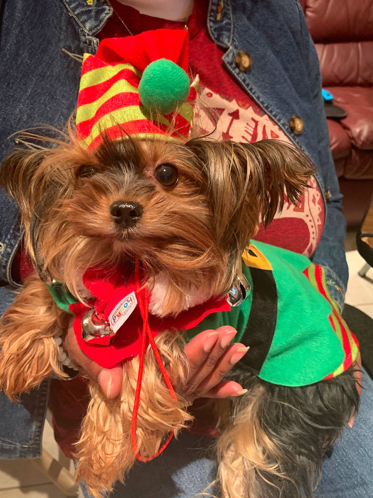 Bella is registered to the contest to win money with this photo: australian_silky_terrier, cairn_terrier, canidae, carnivore, companion_dog, dog, dog_breed, dog_clothes, holiday, morkie, puppy, rare_breed_dog, schnoodle, small_terrier, terrier, toy_dog, yorkipoo, yorkshire_terrier