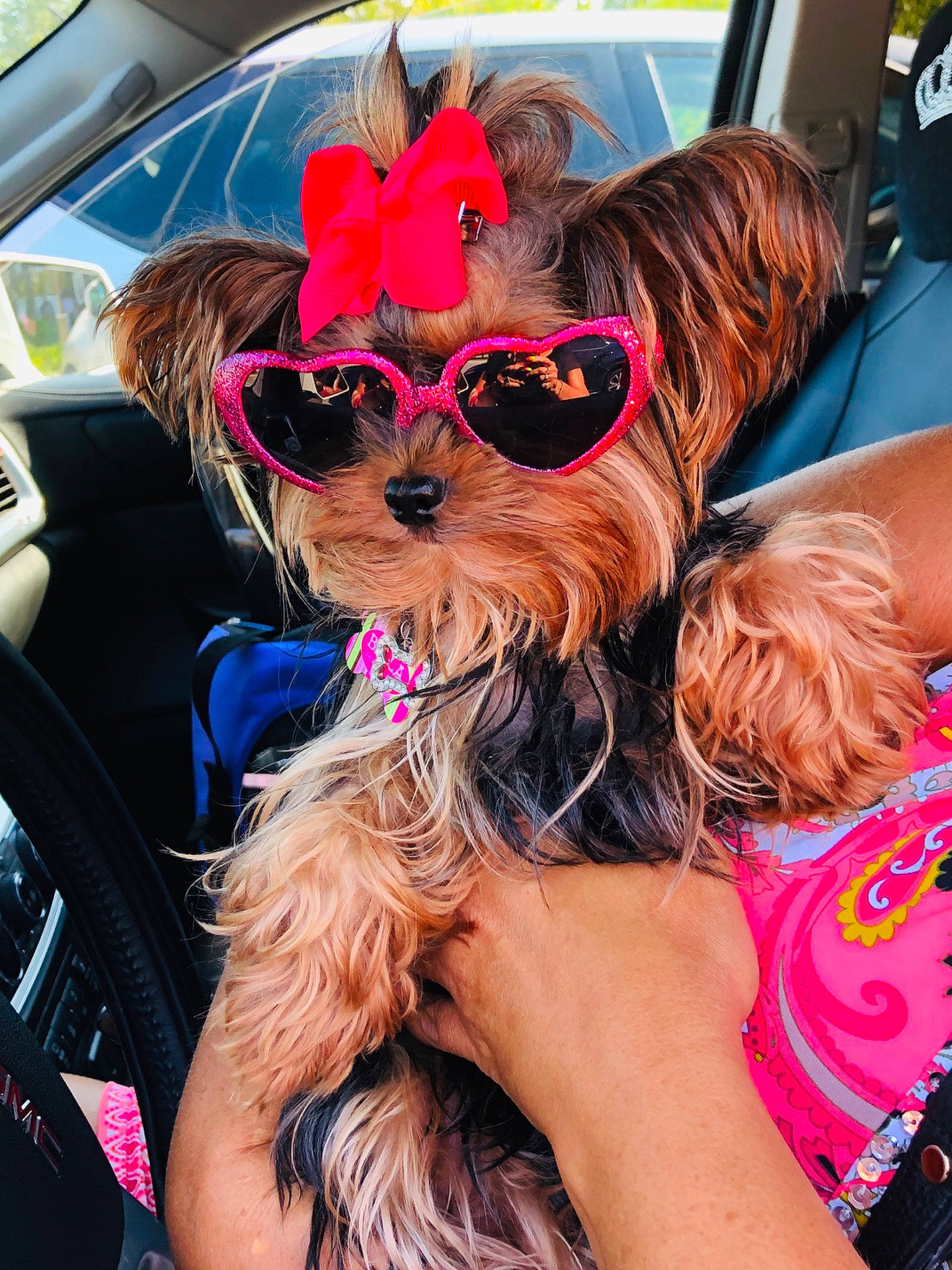 Bella joined the competition — help win amazing prizes! canidae, car, carnivore, companion_dog, cool, dog, dog_breed, eyewear, glasses, personal_protective_equipment, pink, sunglasses, terrier, toy_dog, vacation, vehicle, vision_care, yorkshire_terrier