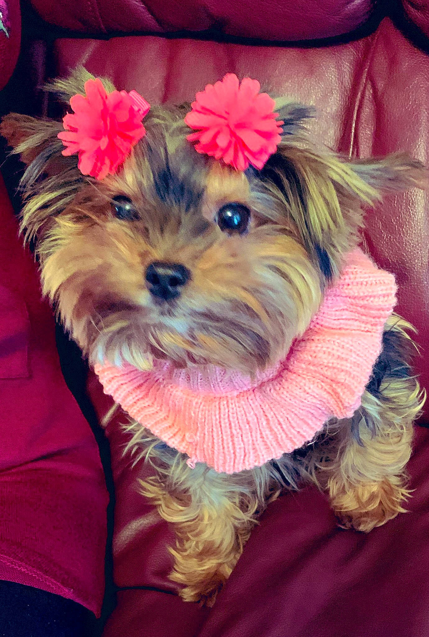 Bella is registered to the contest to win money with this photo: biewer_terrier, canidae, carnivore, chinese_imperial_dog, companion_dog, dog, dog_breed, dog_clothes, maltepoo, mammal, morkie, pink, puppy, schnoodle, small_terrier, snout, terrier, toy_dog, yorkipoo, yorkshire_terrier