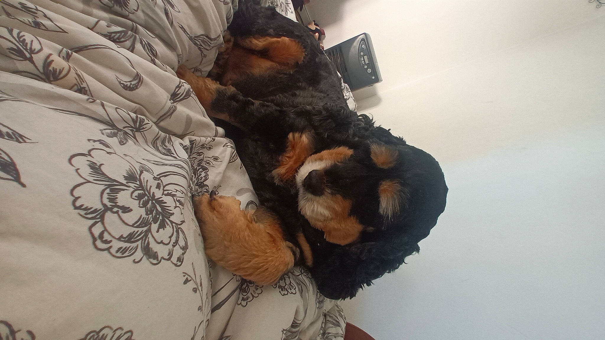 Molly participe au concours pour gagner de l'argent avec cette photo : art, beard, comfort, companion_dog, dog_breed, felidae, fur, gesture, guard_dog, illustration, linens, painting, pattern, room, sleeve, visual_arts