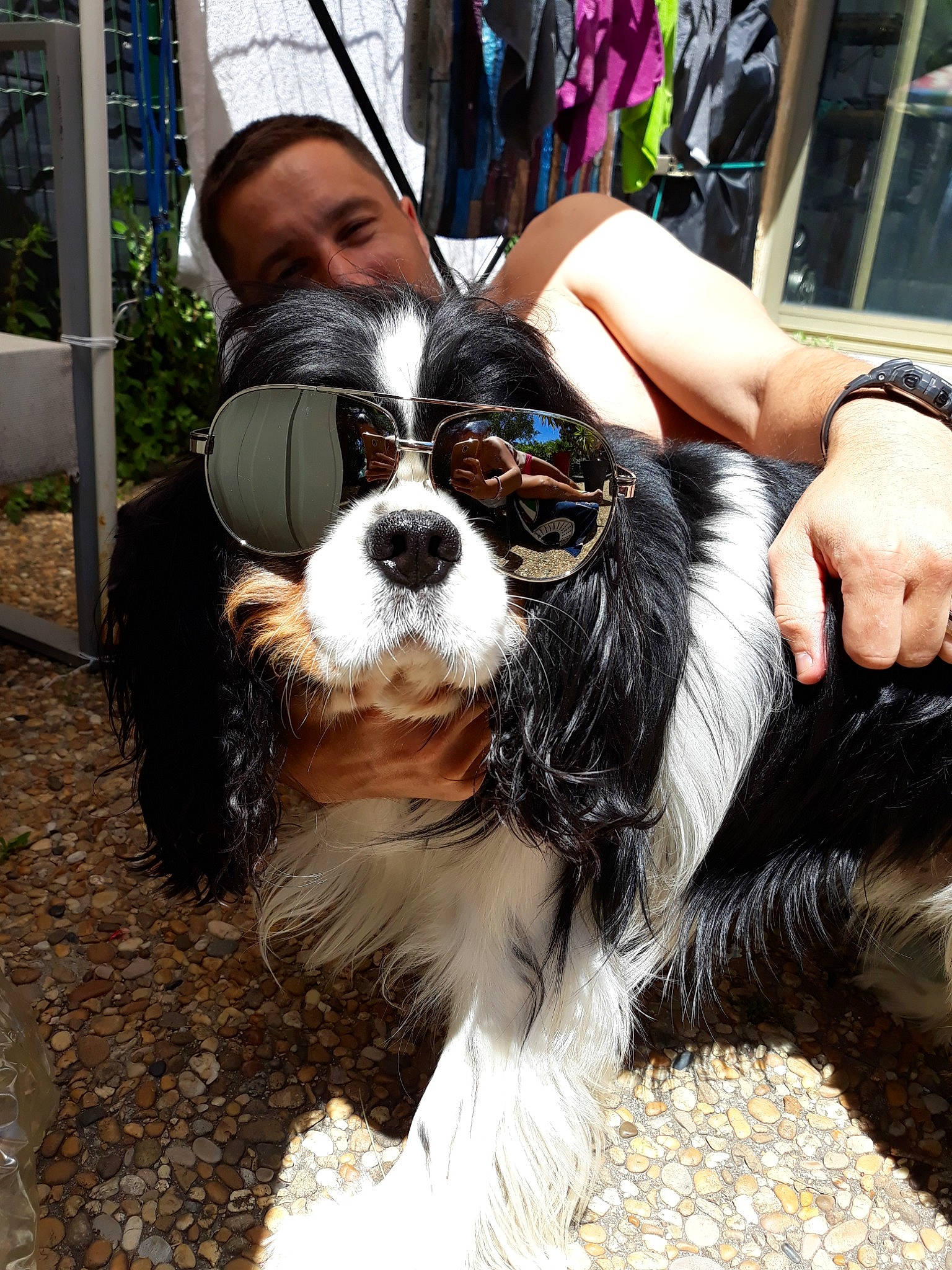 Loyal participe au concours pour gagner de l'argent avec cette photo : canidae, carnivore, cavalier_king_charles_spaniel, companion_dog, dog, dog_breed, eyewear, fun, fur, glasses, king_charles_spaniel, mammal, person, phalene, photography, rare_breed_dog, snout, spaniel, sporting_group, sunglasses