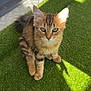 alert, animal, cat, cute, domestic_cat, ears, eyes, feline, fur, green_grass, kitten, nature, outdoor, pet, shadow, sitting, sunlight, tabby, whiskers, young_cat