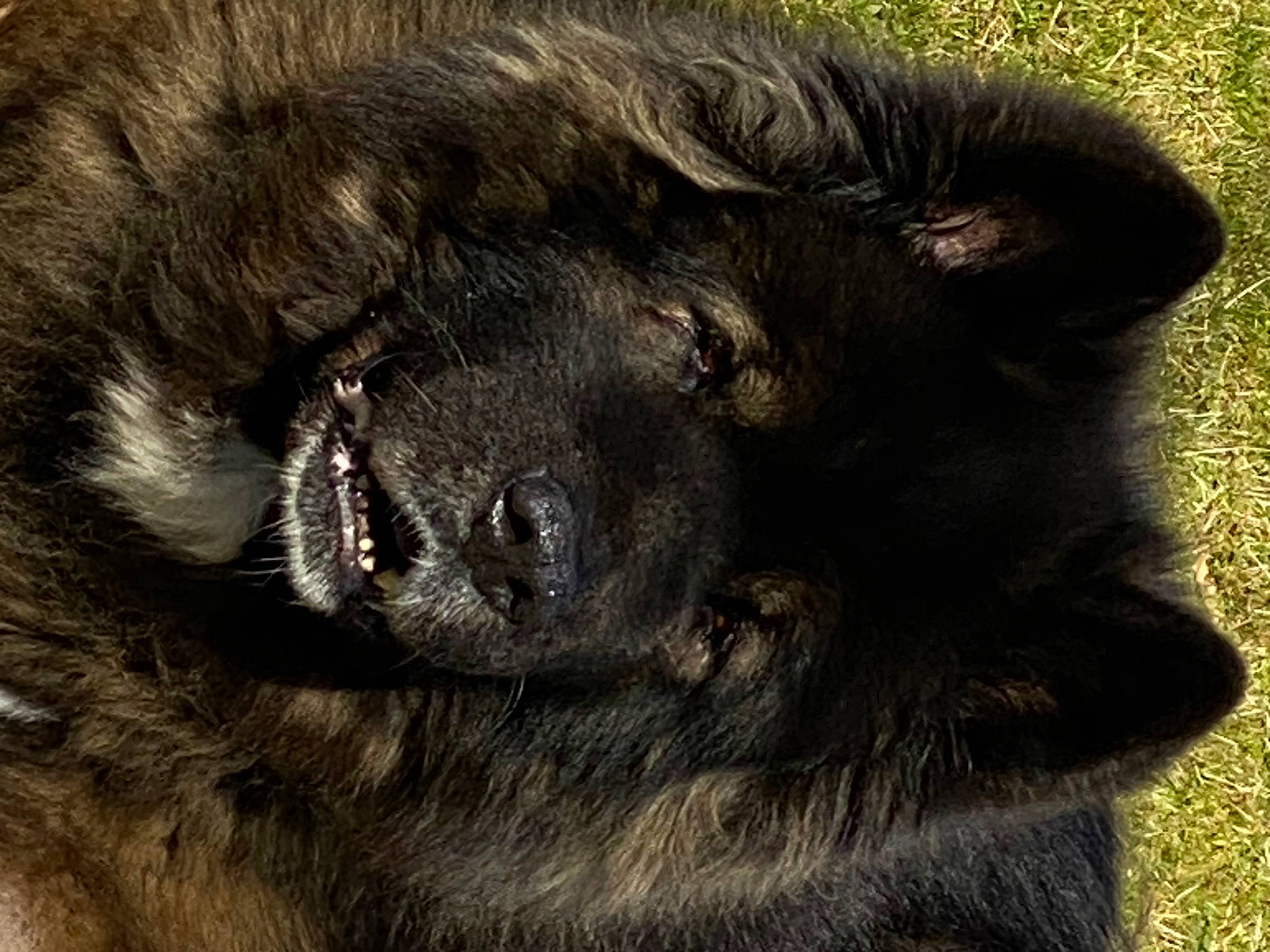 Joy participe au concours pour gagner de l'argent avec cette photo : carnivore, dog_breed, fur, grass, mammal, snout, sporting_group, terrestrial_animal, whiskers, wildlife, working_animal