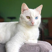 Loulou a rejoint le concours — aidez-le/la à gagner de superbes lots ! cat, white_cat, heterochromia, yellow_eye, blue_eye, pet, animal, feline, indoor, towel, relaxed, portrait, cute, whiskers, ears, fur, domestic_cat, resting, close_up, green_background