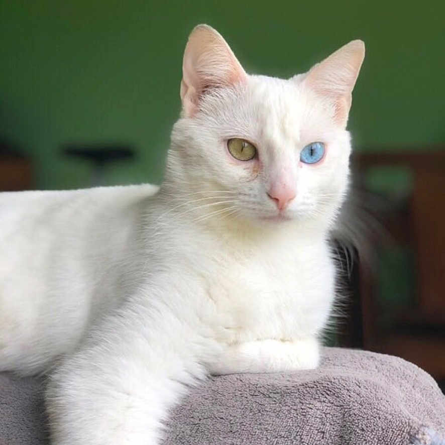 Loulou a rejoint le concours — aidez-le/la à gagner de superbes lots ! animal, blue_eye, cat, close_up, cute, domestic_cat, ears, feline, fur, green_background, heterochromia, indoor, pet, portrait, relaxed, resting, towel, whiskers, white_cat, yellow_eye