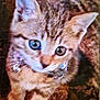 kitten, cat, close_up, fur, collar, eyes, pet, animal, cute, whiskers, tabby, young, indoor, looking_up, small, soft, texture, curious, feline, domestic