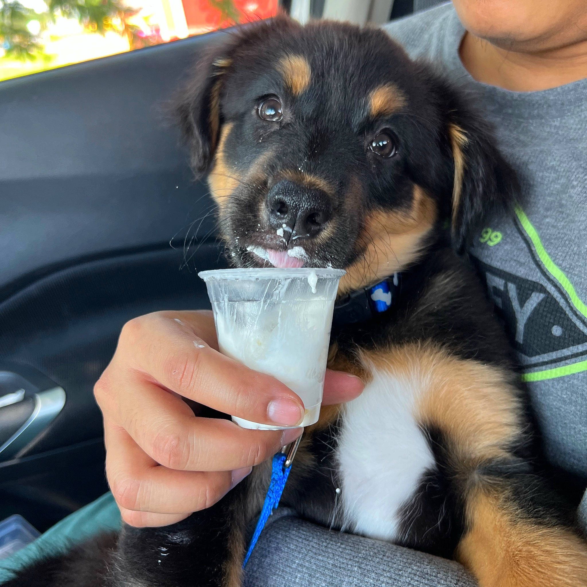 Joker joined the competition — help win amazing prizes! alcoholic_beverage, automotive_exterior, beer, car, carnivore, companion_dog, dog, dog_breed, drink, drinking, fur, glass, nail, sharing, soft_drink, vehicle, vehicle_door, window, windshield, working_dog