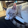 Sky is registered to the contest to win money with this photo: cat, sleeping, pet, indoor, couch, tail, paw, fur, whiskers, closeup, domestic, cozy, relaxation, furniture, hardwood_floor, door, trash_bin, chair, living_room, nap
