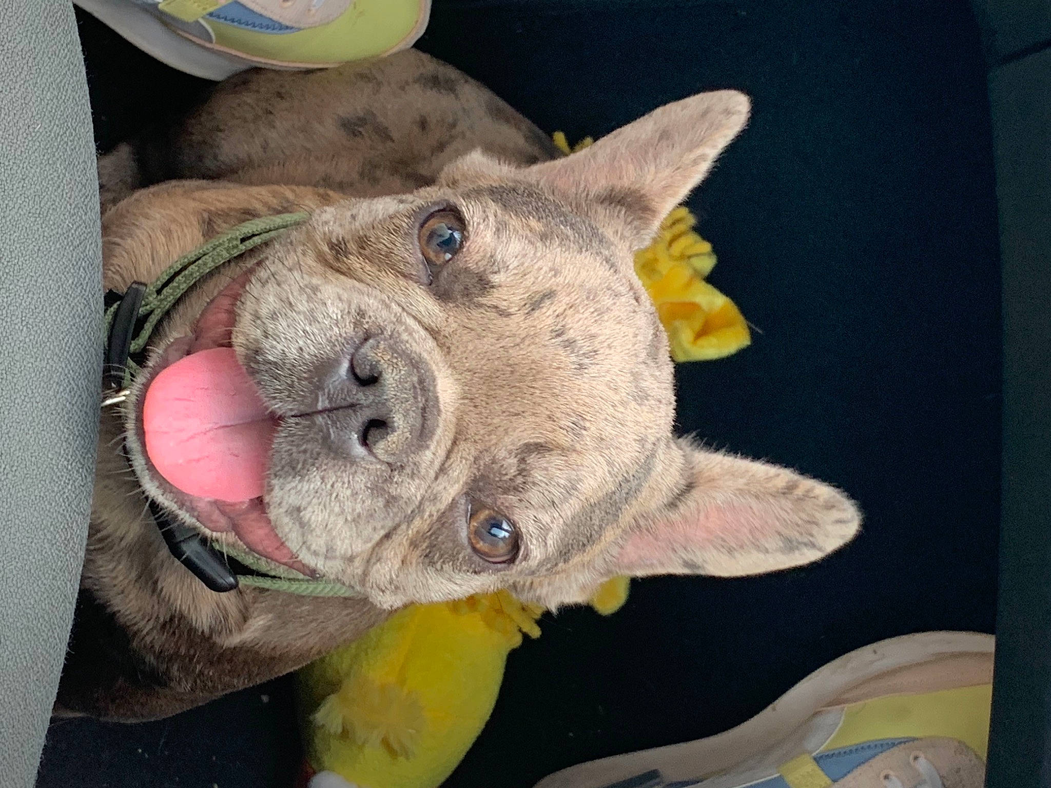 Biggie participe au concours pour gagner de l'argent avec cette photo : canidae, carnivore, collar, companion_dog, dog, dog_breed, ear, fashion_accessory, fawn, felidae, fur, jaw, small_to_medium_sized_cats, snout, sporting_group, stuffed_toy, suidae, toy, whiskers, working_animal