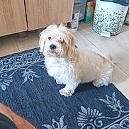 Teddy is registered to the contest to win money with this photo: dog, indoor, rug, foot, leg, wooden_cabinet, floor, pet, domestic, curious, scruffy, cream_colored, patterned_rug, tile_floor, trash_can, cleaning_supplies, casual, home, kitchen, barefoot