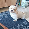 dog, indoor, rug, foot, leg, wooden_cabinet, floor, pet, domestic, curious, scruffy, cream_colored, patterned_rug, tile_floor, trash_can, cleaning_supplies, casual, home, kitchen, barefoot