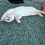 Yeti is registered to the contest to win money with this photo: animal, bed, blanket, cat, comfort, cozy, cute, domestic_animal, feline, fur, indoor, nap, paw, peaceful, pet, relaxed, resting, sleeping, soft, white_cat