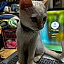 Yeti joined the competition — help win amazing prizes! animal, cat, closeup, clutter, collar, computer, curious, domestic_animal, feline, home, indoor, keyboard, kitten, laptop, pet, screen, soft_light, technology, white_cat, young_cat
