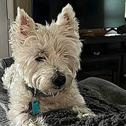 Ralphie joined the competition — help win amazing prizes! dog, white_dog, pet, indoor, couch, blanket, collar, tag, fur, relaxed, lounging, scruffy, home, furniture, domestic_animal, canine, close_up, resting, cozy, companion