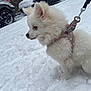 Alaïa a rejoint le concours — aidez-le/la à gagner de superbes lots ! dog, white_dog, snow, winter, harness, leash, outdoor, pet, fluffy, canine, cold, snowfall, parked_cars, nature, fur, animal, side_view, quiet, daytime, snowy_environment