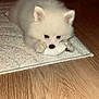 puppy, dog, white_fur, toy, carpet, wooden_floor, cute, pet, lying_down, indoor, small_dog, fluffy, animal, domestic_animal, young, playing, paw, nose, ears, adorable
