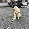 barred_windows, building, citroen, city, cream_colored, dog, fluffy, harness, leash, outdoor, parked_car, pavement, pet, pomeranian, portrait, puppy, sitting, small_dog, street, urban