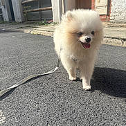 Bibou a rejoint le concours — aidez-le/la à gagner de superbes lots ! puppy, dog, white_dog, fluffy, small_dog, pomeranian, standing, tongue_out, leash, street, outdoor, city, sidewalk, residential, sunlight, portrait, pet, adorable, fur, animal