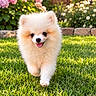 Bibou participe au concours pour gagner de l'argent avec cette photo : puppy, dog, pomeranian, fluffy, cream_colored, small_dog, happy, tongue_out, outdoor, garden, lawn, grass, flowers, hydrangea, daisies, wooden_fence, lantern, sunlight, portrait, running