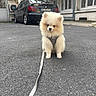 Bibou participe au concours pour gagner de l'argent avec cette photo : puppy, dog, small_dog, fluffy, cream_colored, sitting, harness, leash, outdoor, street, pavement, city, urban, parked_car, building, windows, pet, cute, portrait, daylight