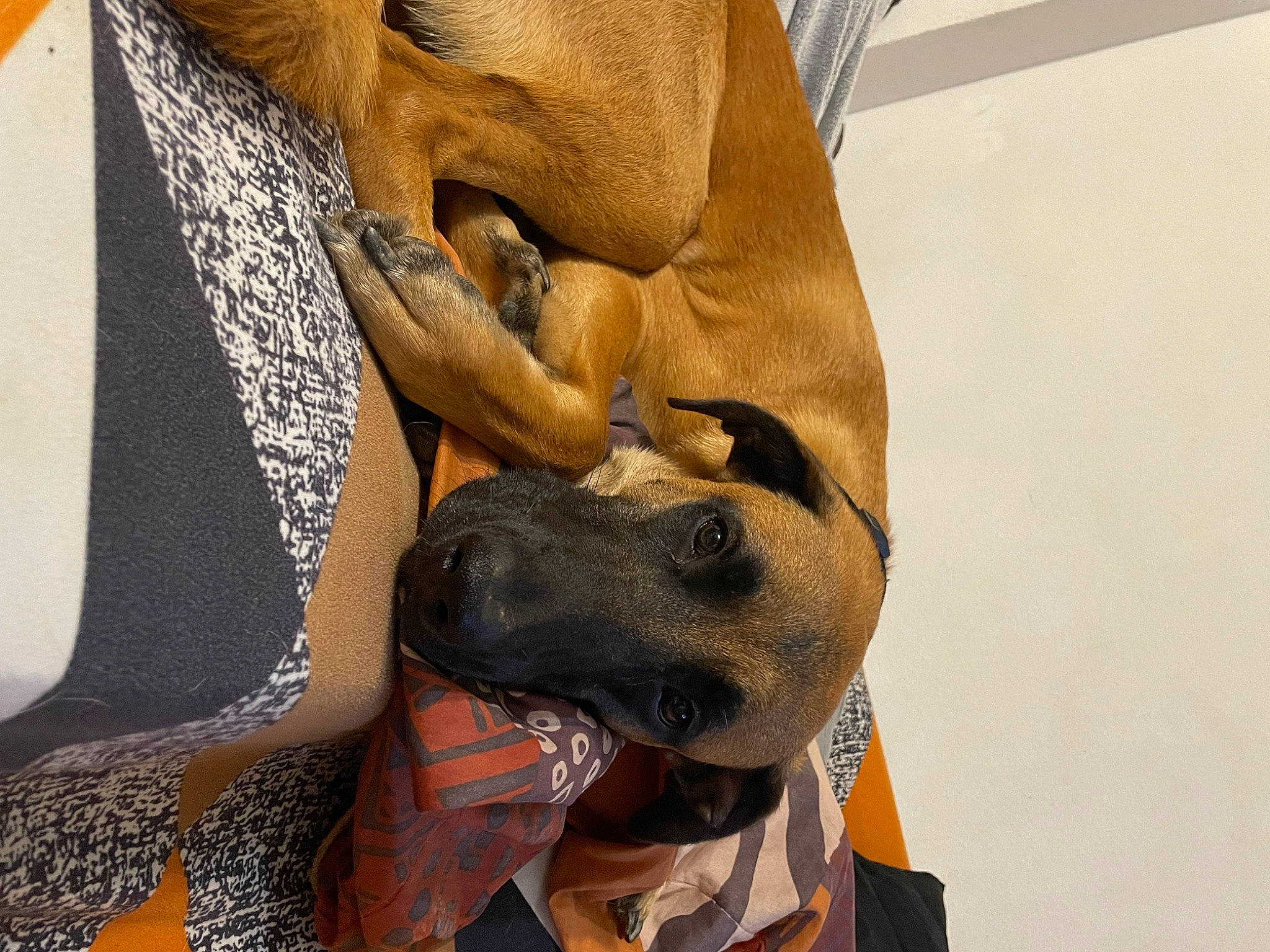 Tarzan a rejoint le concours — aidez-le/la à gagner de superbes lots ! bag, canidae, carnivore, collar, comfort, companion_dog, dog, dog_breed, dog_collar, fashion_accessory, fawn, guard_dog, headgear, leash, personal_protective_equipment, pet_supply, snout, sporting_group, working_animal, wrinkle