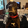 Zoie joined the competition — help win amazing prizes! animal, bed, black_dog, blanket, canine, clutter, companion, curious, dog, dresser, fur, furniture, household, indoor, mammal, pet, portrait, red_collar, room, sitting
