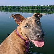 Zoie joined the competition — help win amazing prizes! animal, boat, canine, closeup, collar, dog, greenery, happy, lake, nature, outdoor, pet, portrait, reflection, sky, summer, sunlight, tongue, tree, water
