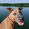 animal, boat, canine, closeup, collar, dog, greenery, happy, lake, nature, outdoor, pet, portrait, reflection, sky, summer, sunlight, tongue, tree, water