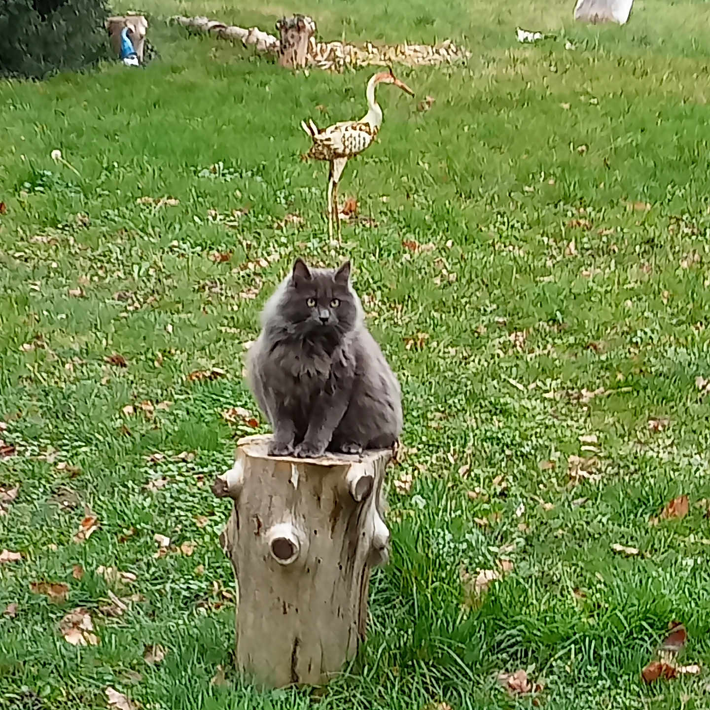 Milo a rejoint le concours — aidez-le/la à gagner de superbes lots ! animal, bird_statue, cat, daylight, feline, field, fluffy_cat, garden, grass, gray_cat, greenery, leaf, nature, outdoor, pet, plant, scenery, sitting, tree_stump, wildlife