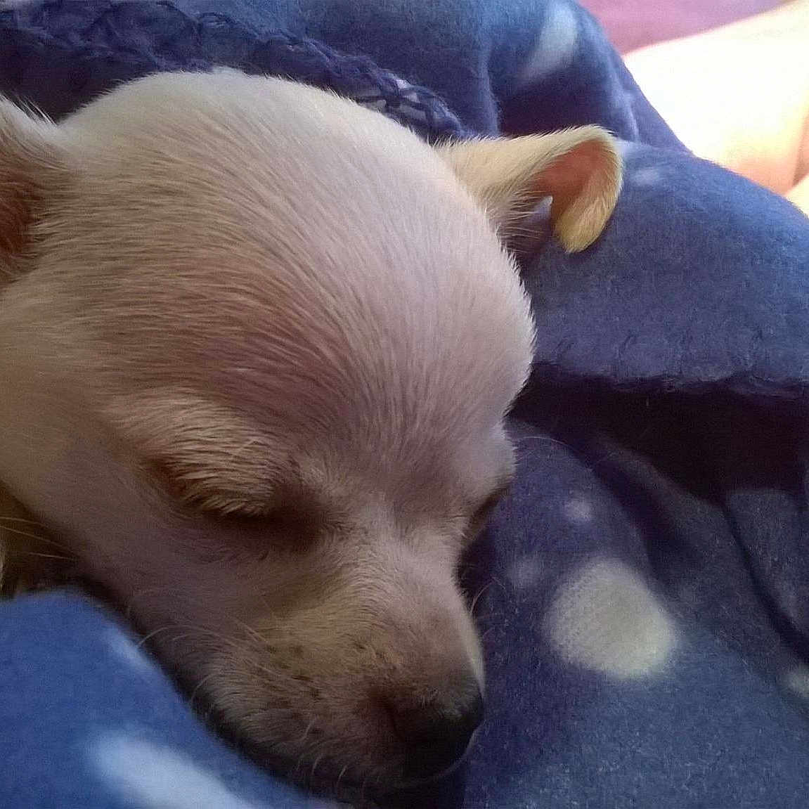 Bruno is registered to the contest to win money with this photo: