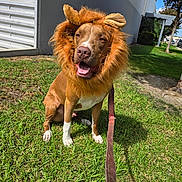 Brodee joined the competition — help win amazing prizes! animal, brown_dog, canine, costume, daytime, dog, domestic_animal, grass, happy, leash, lion_mane, nature, outdoor, pet, playful, sidewalk, sitting, sunlight, tongue_out, tree