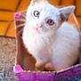 animal, blue_eyes, cardboard_box, carpet, cat, curious, cute, domestic_cat, ears, feline, floor_tiles, indoor, kitten, orange_tiles, pet, purple_box, small, whiskers, white_cat, young_cat
