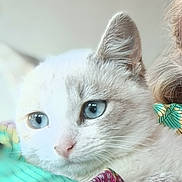 Bianca participe au concours pour gagner de l'argent avec cette photo : animal, blue_eyes, calm, cat, close_up, colorful_fabric, cute, domestic_cat, ear, face, feline, fur_texture, indoor, nose, pet, portrait, resting, soft_light, whiskers, white_fur