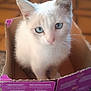 animal, blue_eyes, blurred_background, cardboard_box, cat, cozy, curious, cute, ears, feline, fur, indoor, kitten, looking_up, pet, small, soft_light, whiskers, white_fur, young