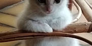Bianca participe au concours pour gagner de l'argent avec cette photo : animal, cat, chair, cozy, curious, cute, domestic, eyes, face, floor, fluffy, furniture, indoor, kitten, paws, pet, sitting, small, wood, young